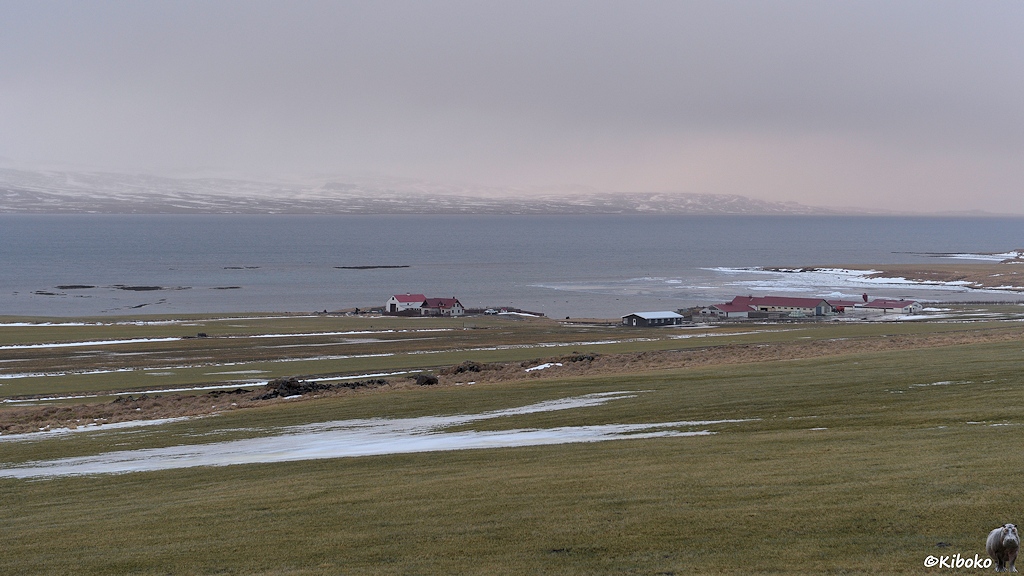 An einem graublauen Fjord ist ein Bauernhof mit mehreren großen Stallungen. Im Vordergrund ist eine blassgrüne Wiese Schneefeldern. Auf der anderen Fjordseite sind schneebedeckte Hügel.