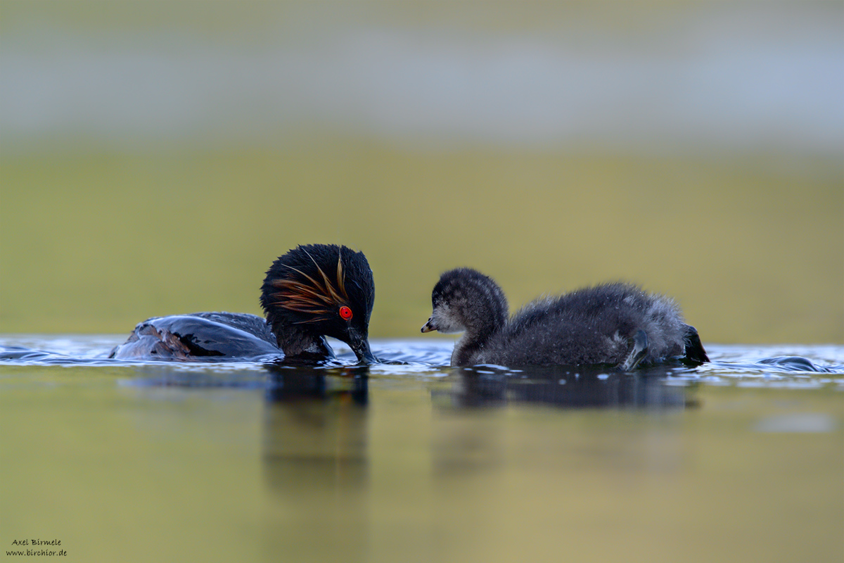 20130707_0147_PS_V2_1200Px.jpg