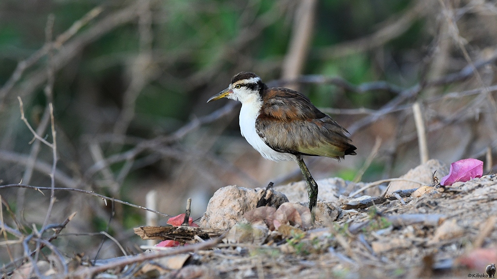 Kleiner braune Hühnervogel mit weißem Hals und Bauch, dunkelbrauner Kappe und schwarzem Augenstreifen