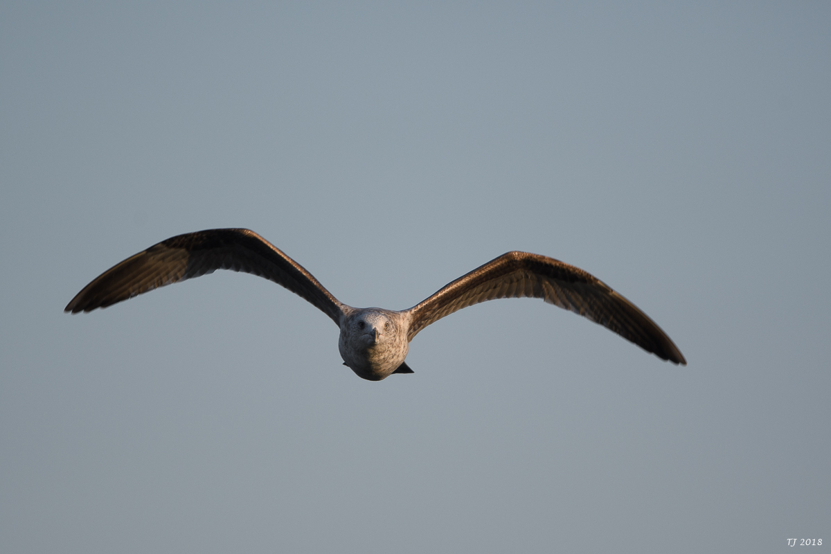 DSC_4339.jpg