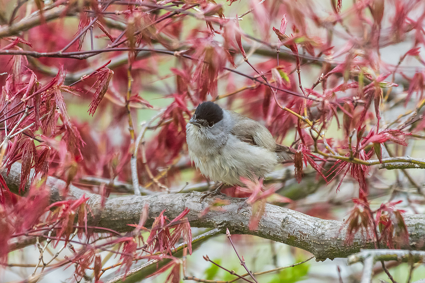 20190413_D850_0740NF.jpg