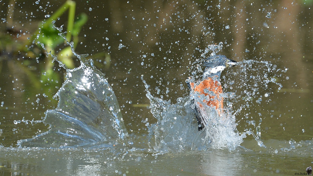 Auftauchender Rotbauchfischer mit kleinen silbernen Fisch im Schnabel