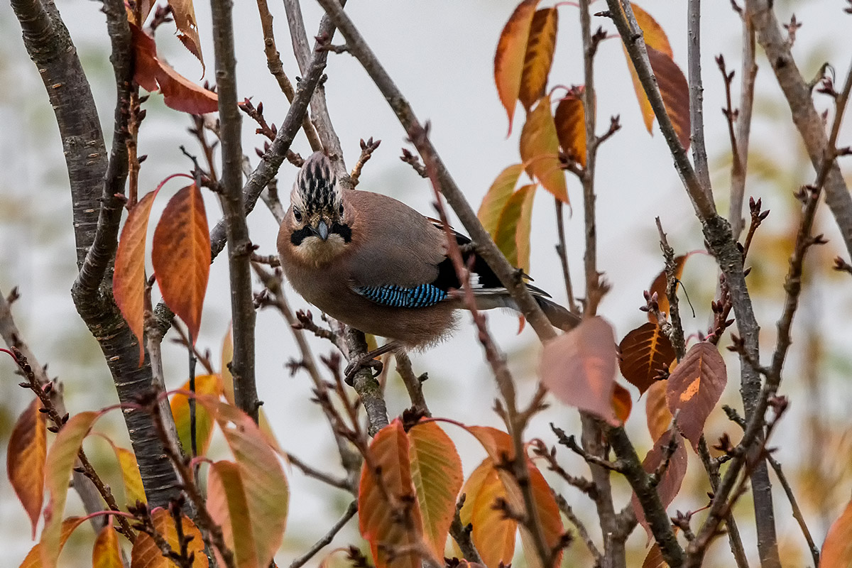 20171117_D500_1846NF.jpg