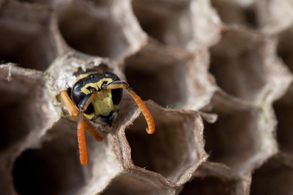 web-polistes.jpg