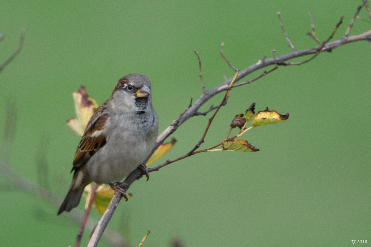 DSC_5733.jpg