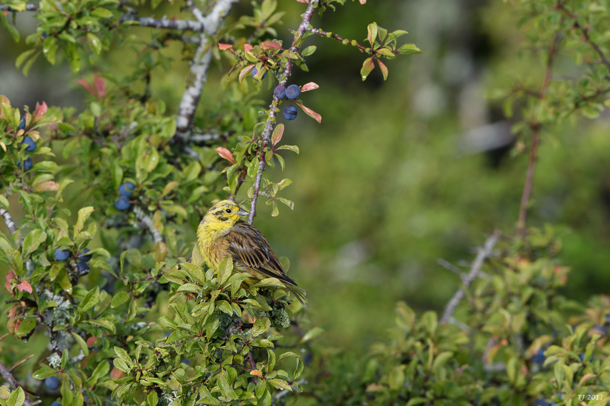 DSC_2653.jpg