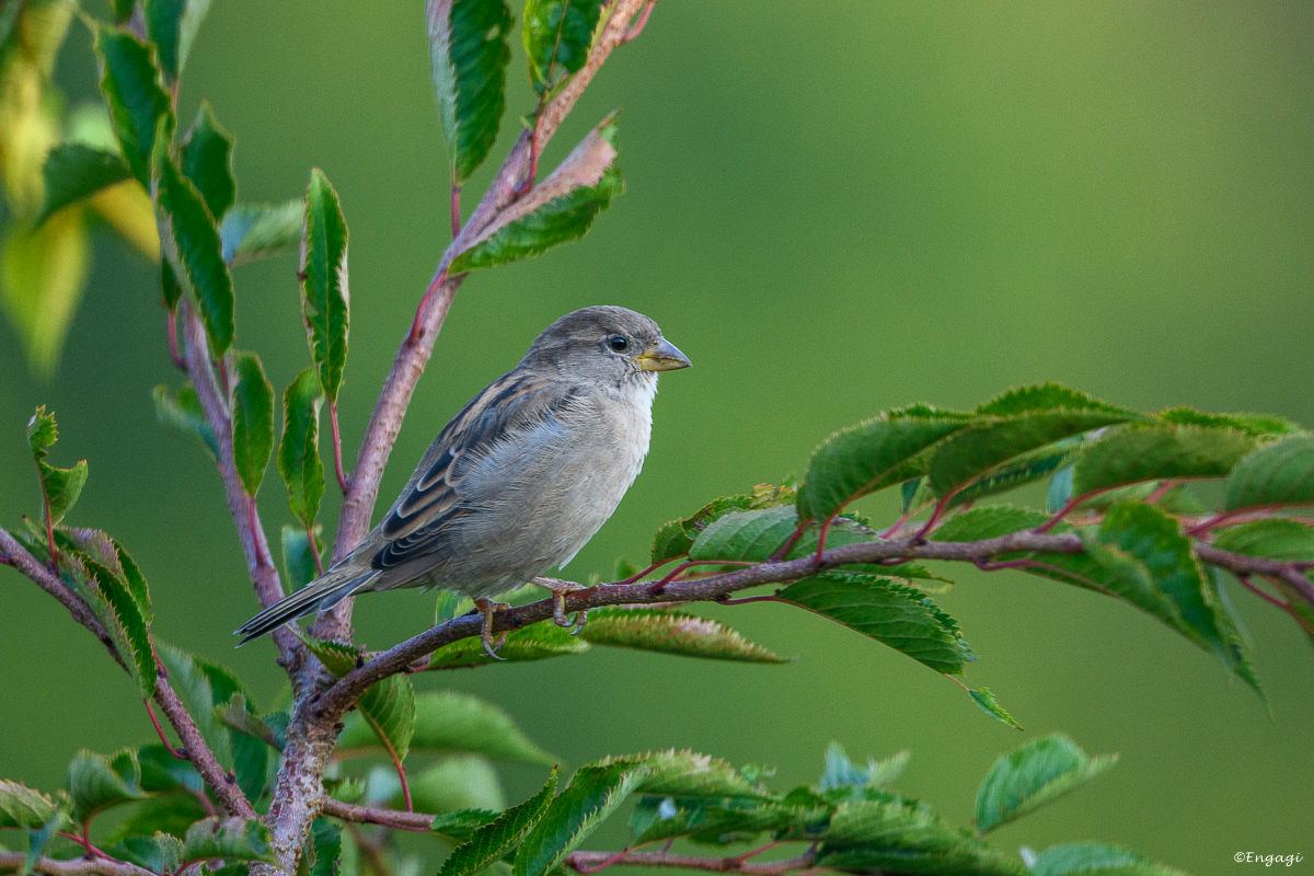 DSC_8454.jpg