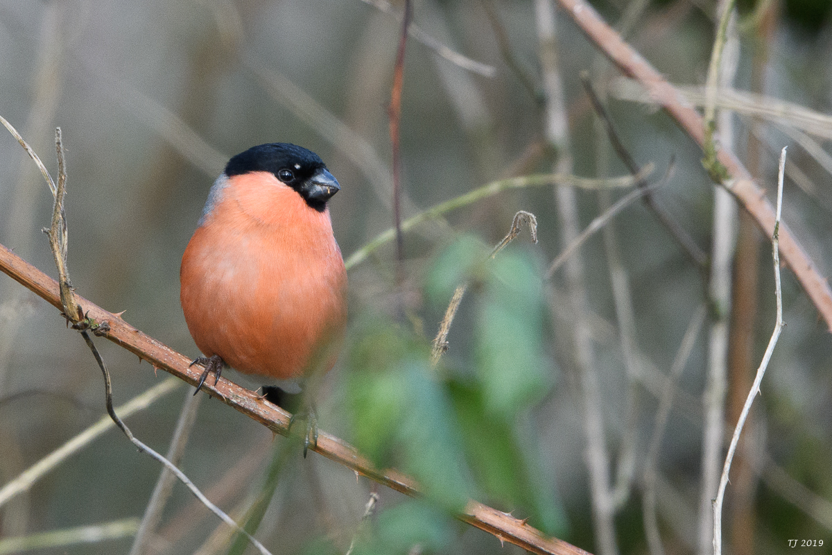 DSC_6893.jpg