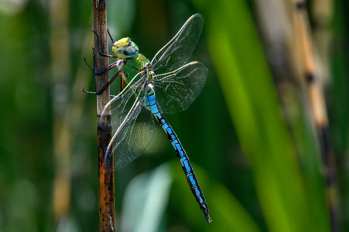 20180525_D500_4663NF.jpg