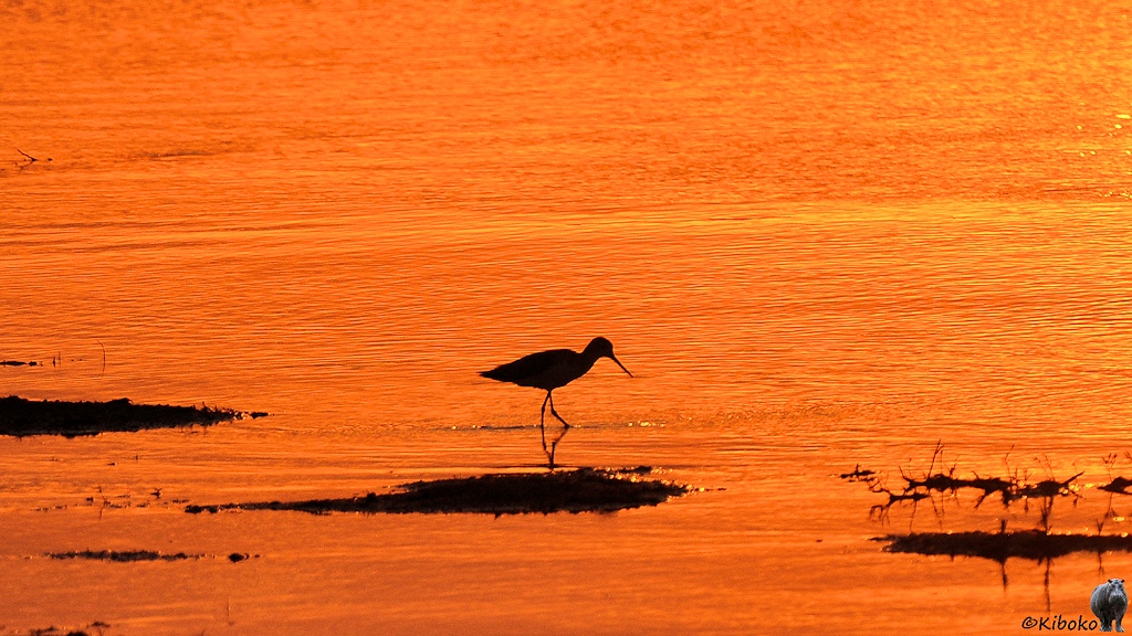 Silhuette eines Watvogels hinter einer kleinen Insel im grellorangem Gegenlicht, das sich auf der umgebenden Wasserfläche spiegelt.
