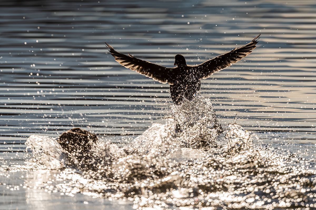 20201217_D500_2187NF.jpg