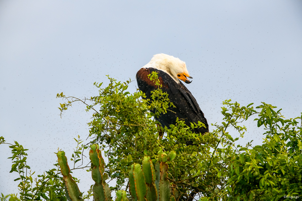 Uganda%201465.jpg