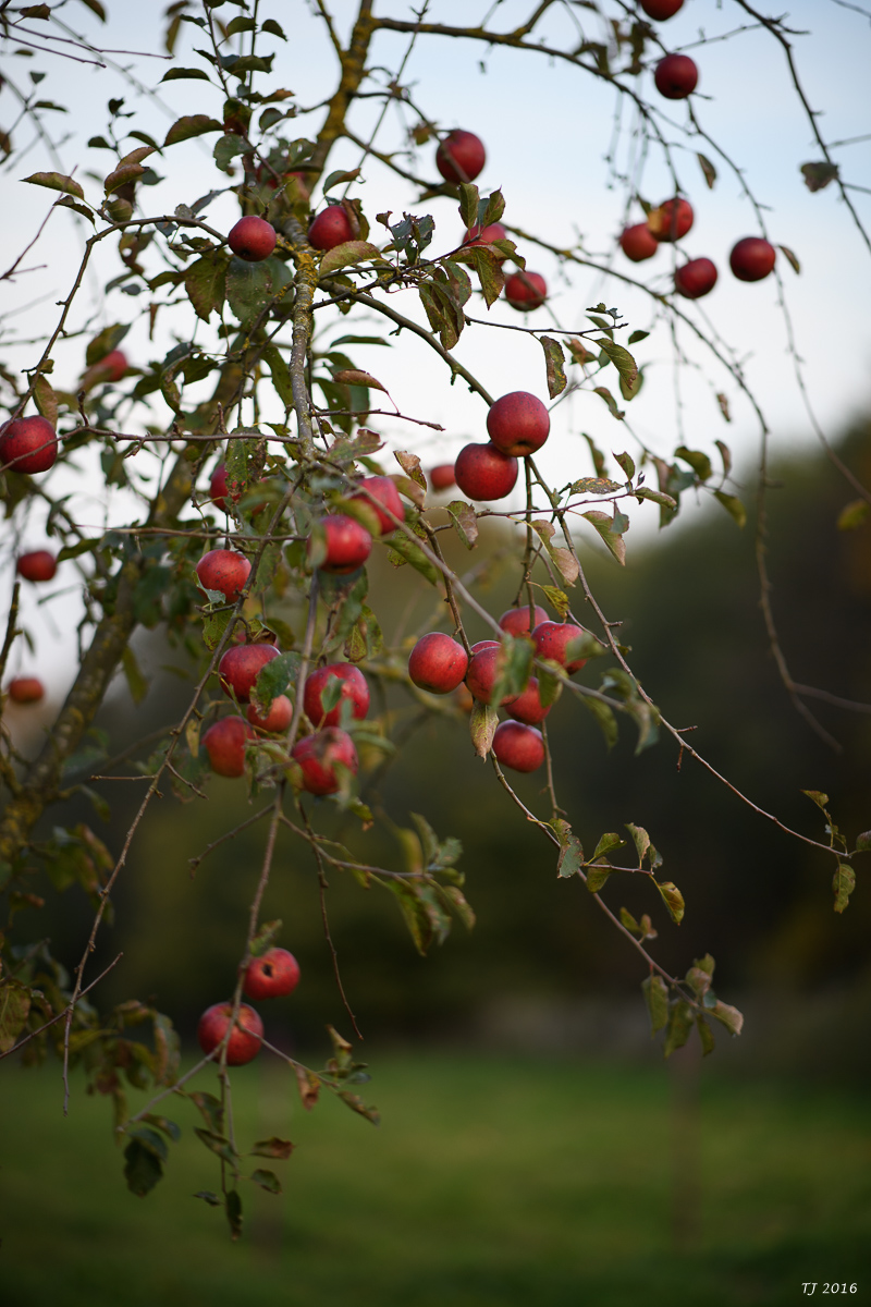 DSC_3492.jpg