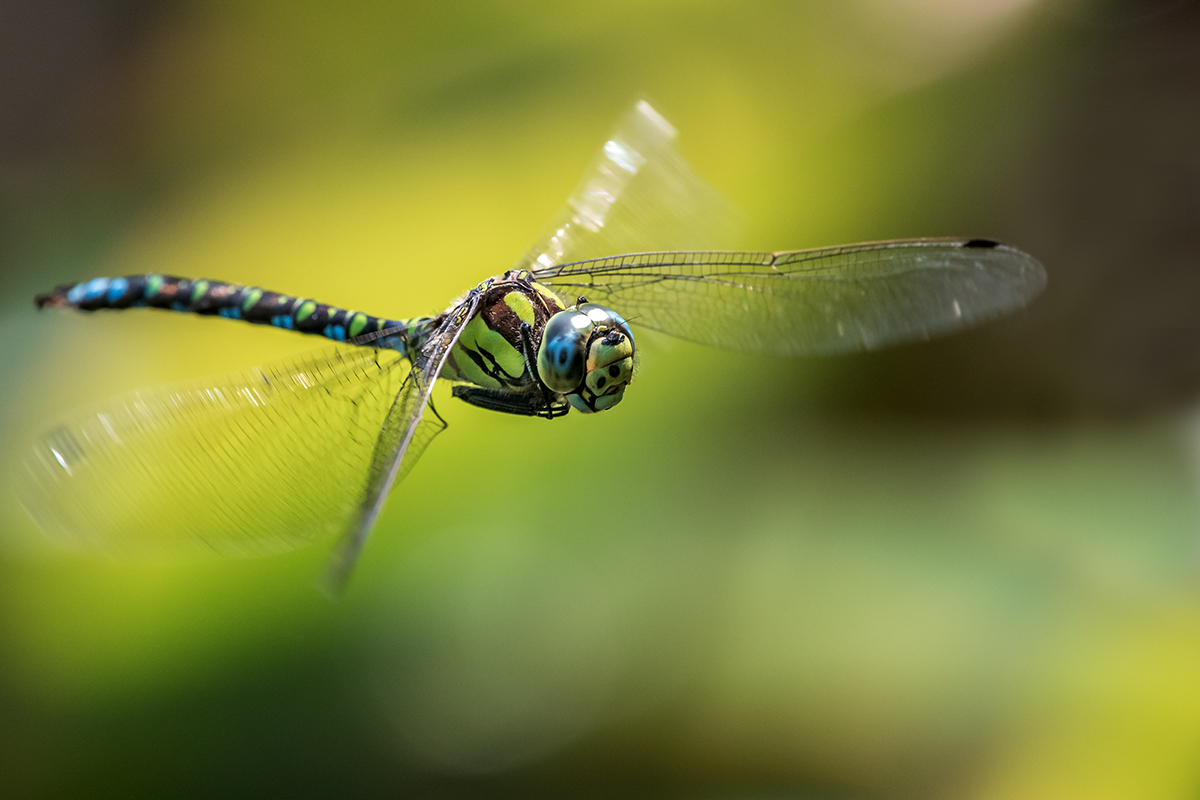20190825_D500_1880NF.jpg