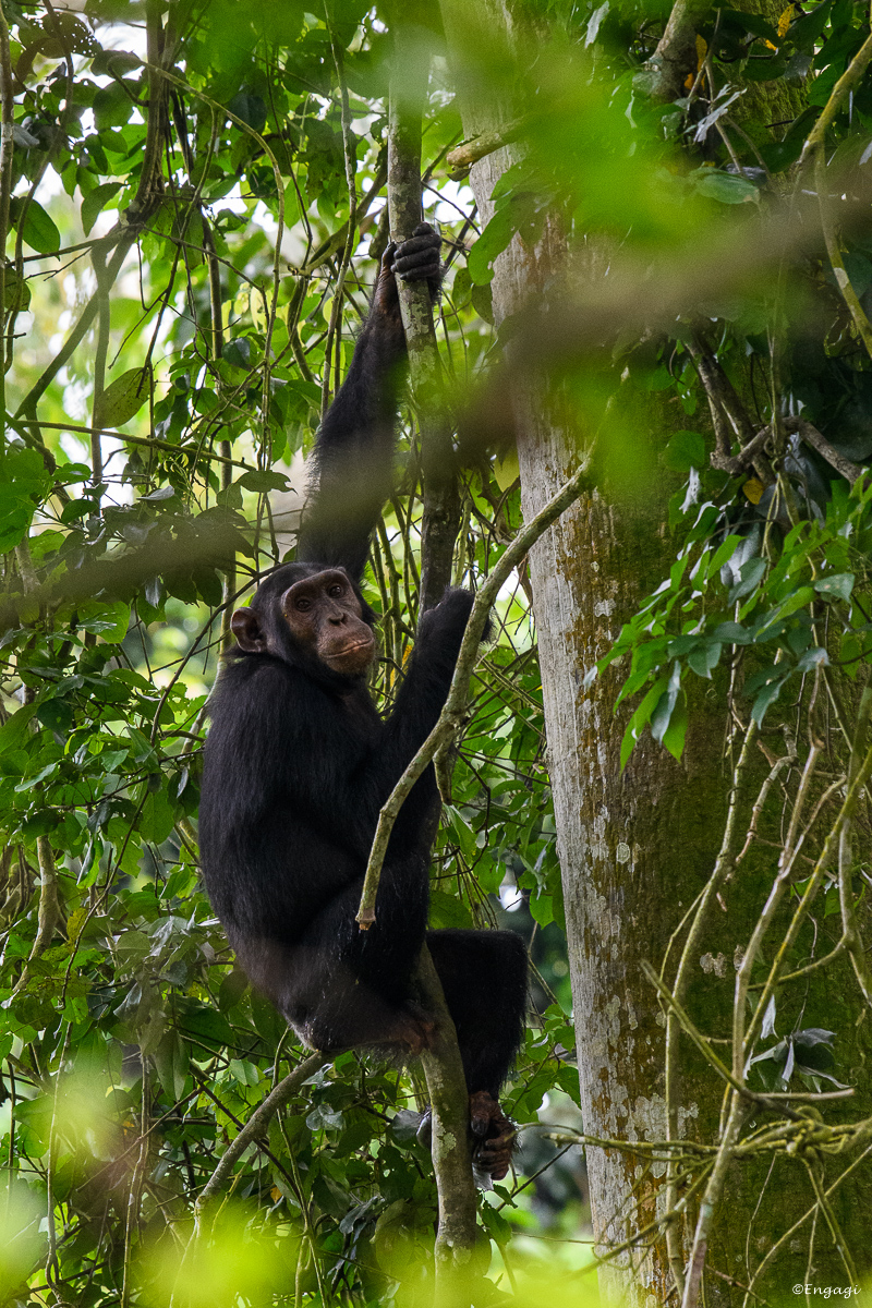 Uganda%201255.jpg