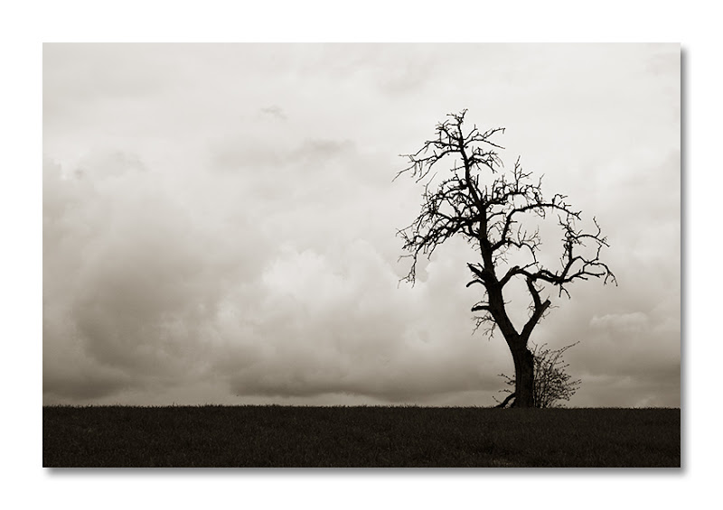 tree_gorman_bw.jpg