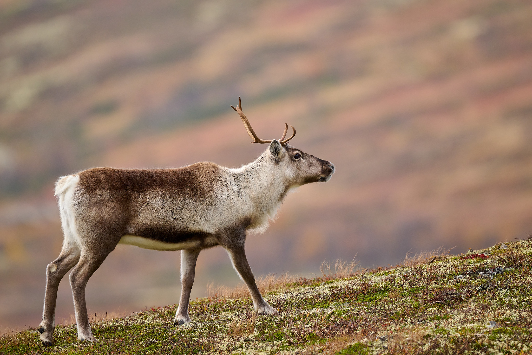 DSC_8114-X4.jpg