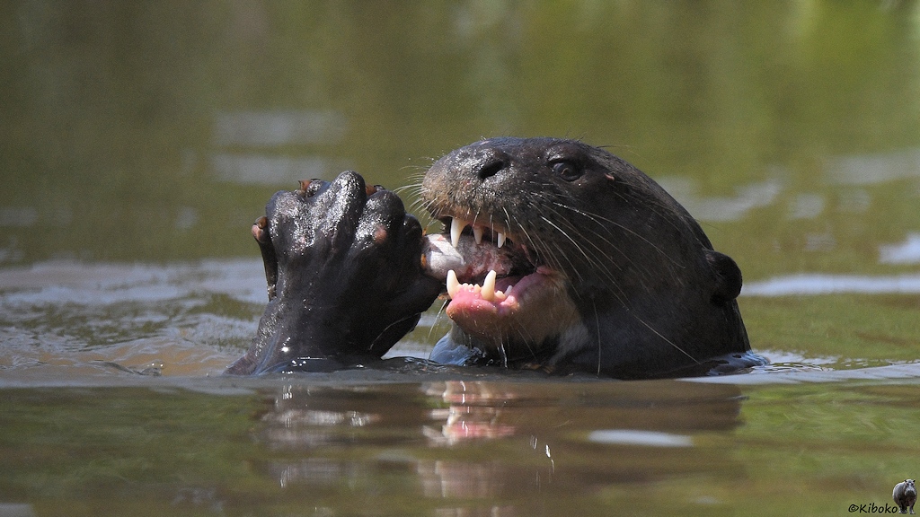 Otter frisst einen Fisch, den er mit den Pfoten festhält