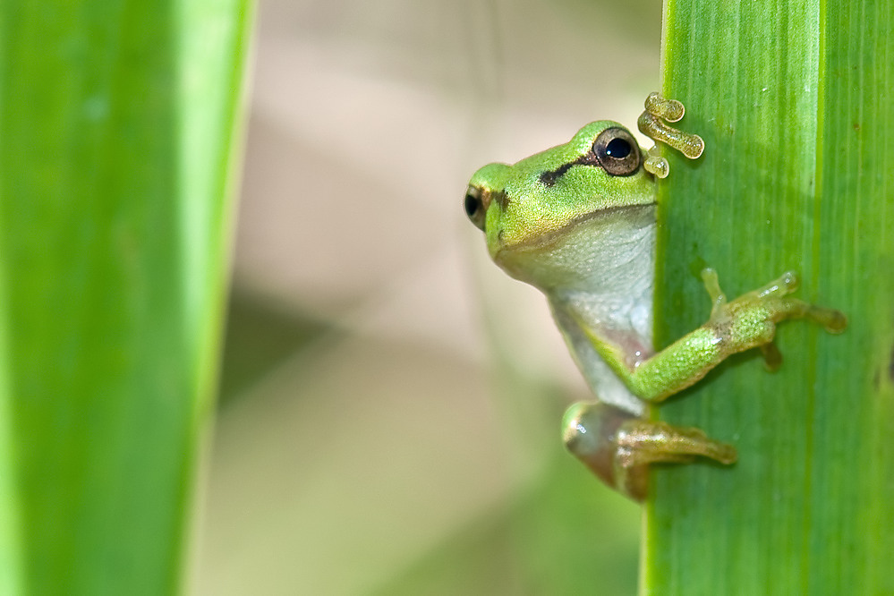 Laubfrosch-Jungtier2.jpg