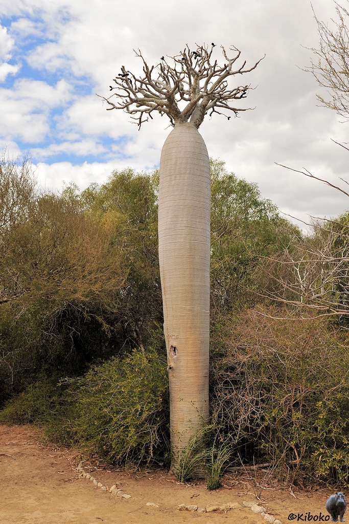 Das Bild zeigt eine Hochformataufnahme von einen Baum mit einen langen geraden hellgrauen Stamm, der nach oben im Umfang zunimmt. An der Spitze sind kurze Äste mit noch kürzeren Zweigen. Blätter sind nicht an den Zweigen.