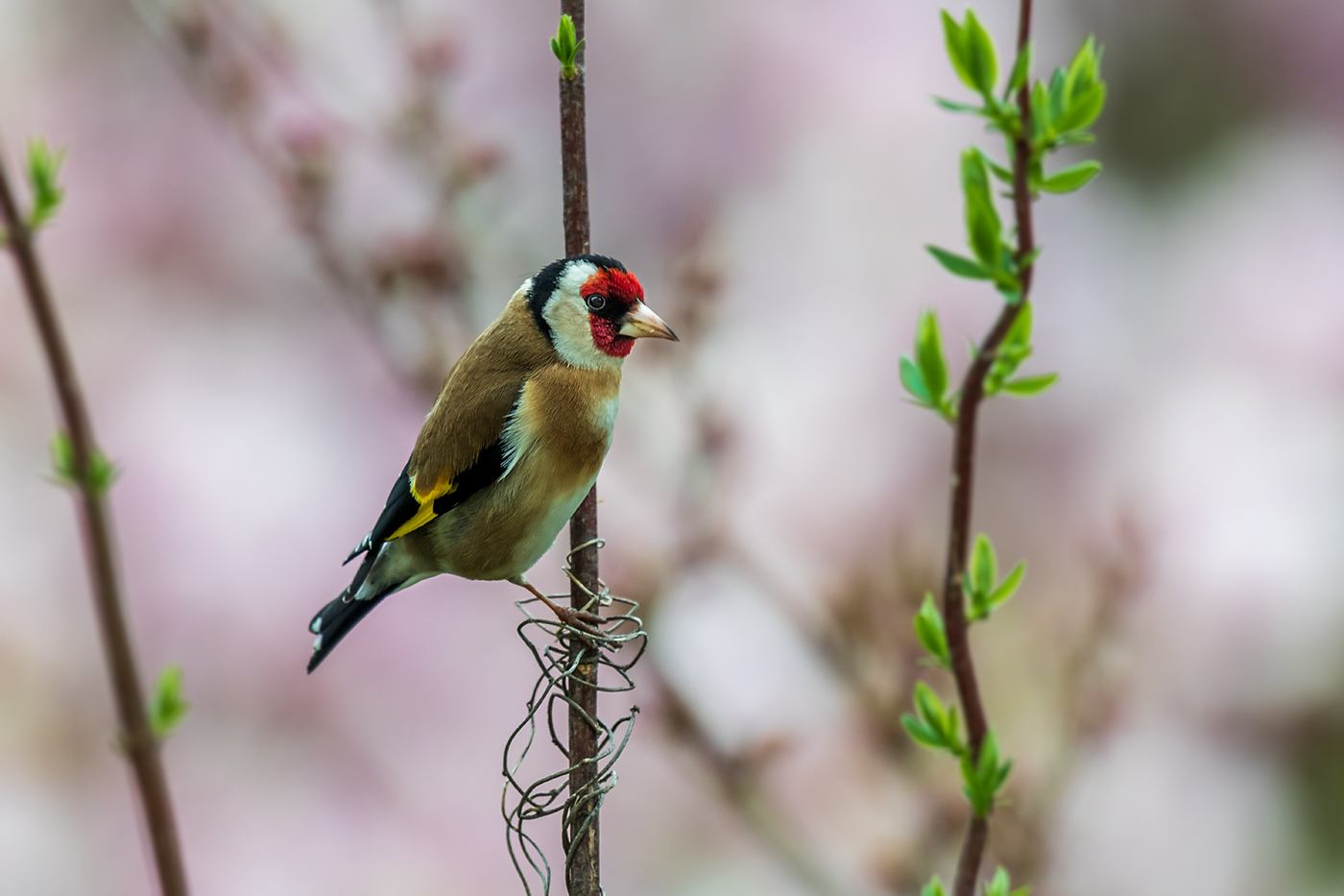 20190413_D850_0719vNF.jpg