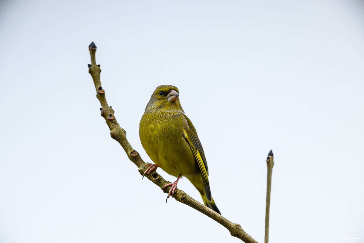 DSC_0729.jpg