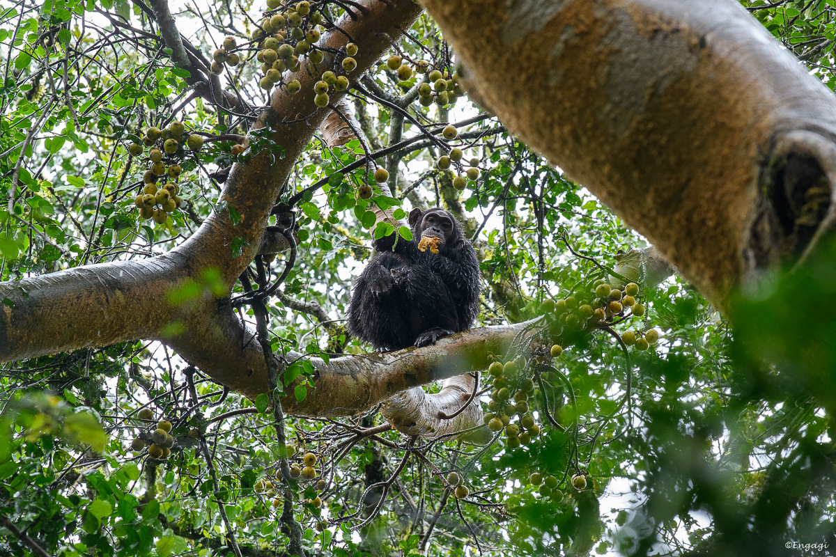 Uganda%200766.jpg