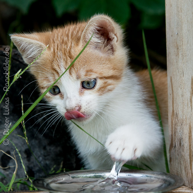 katzenbaby-tappt-ins-wasser_D81_9964.jpg