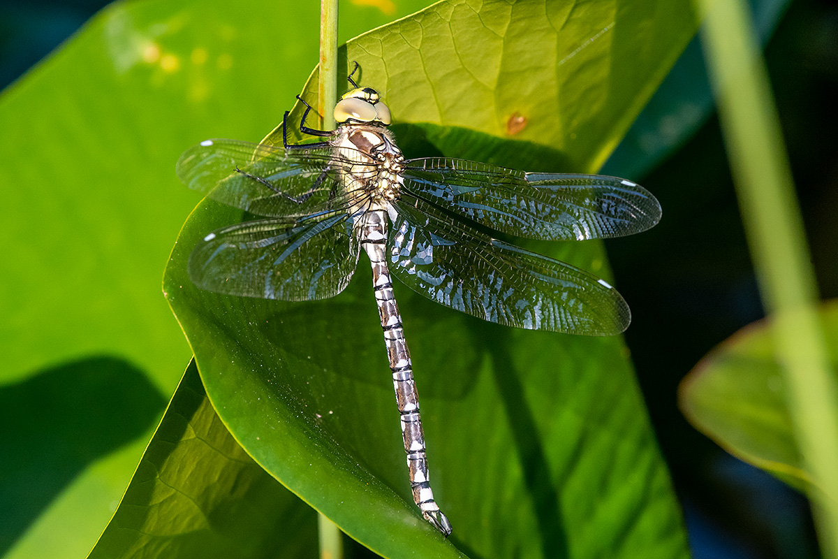 20180720_D500_2461NF.jpg