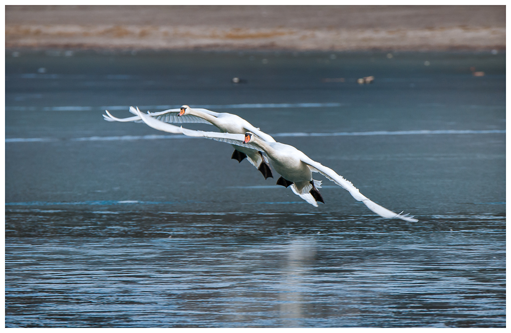 SchwanFlug016.jpg