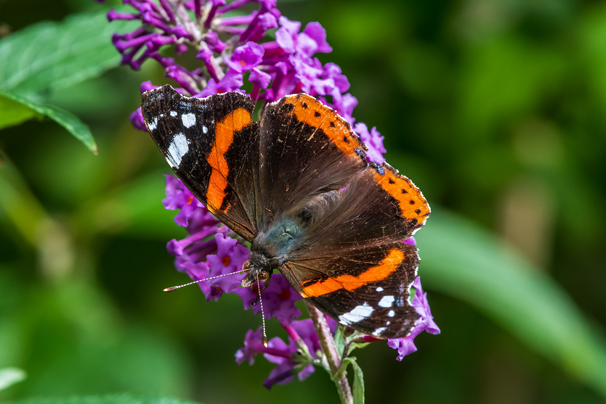 20190927_D500_1668NF.jpg
