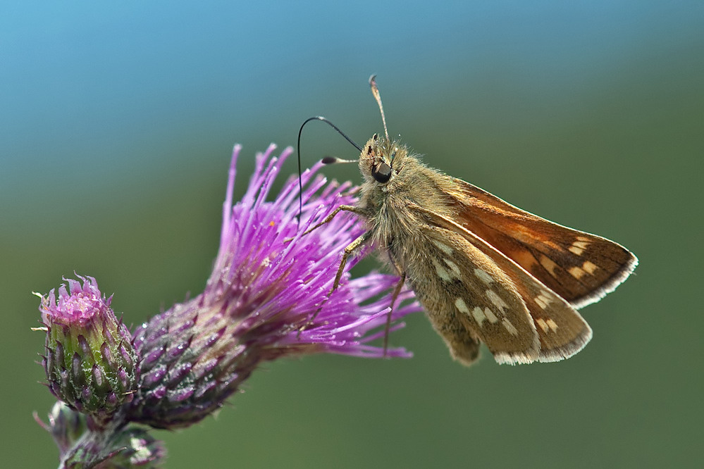 comma1.jpg