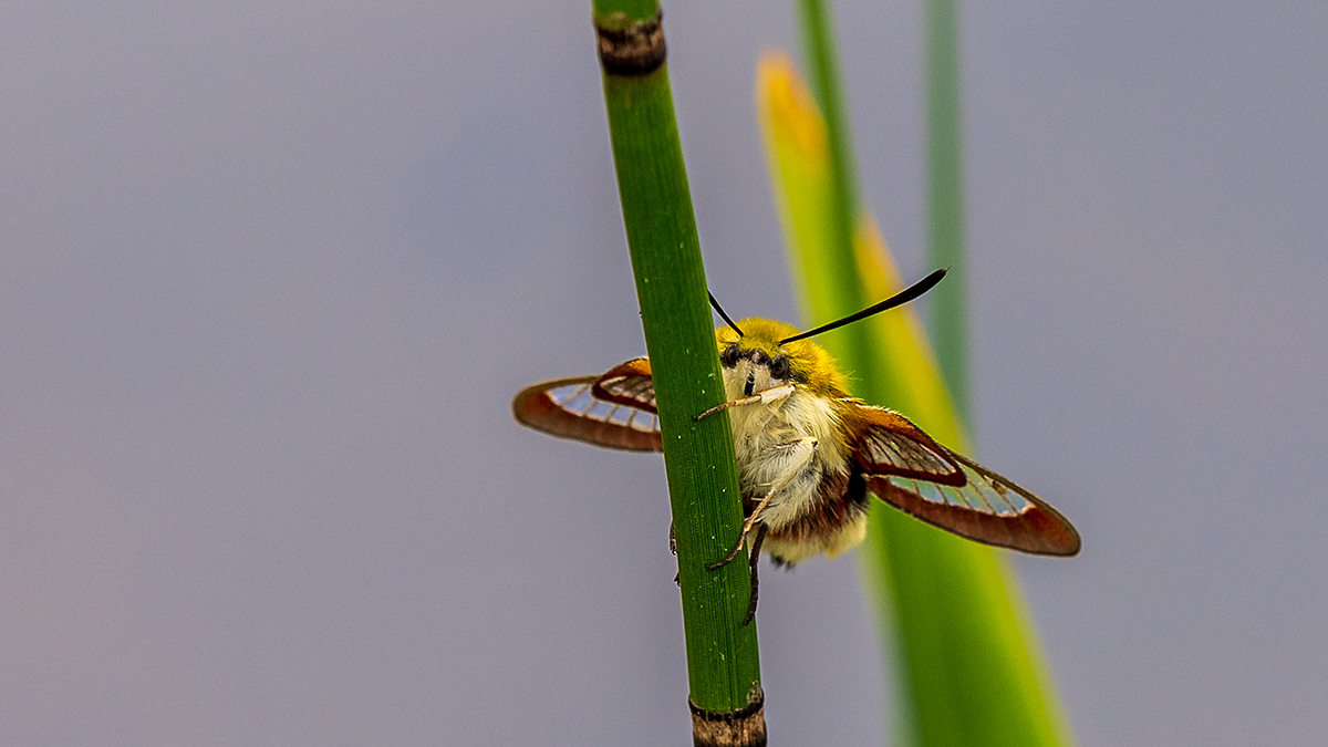 20190504_ND5_0166vwNF.jpg
