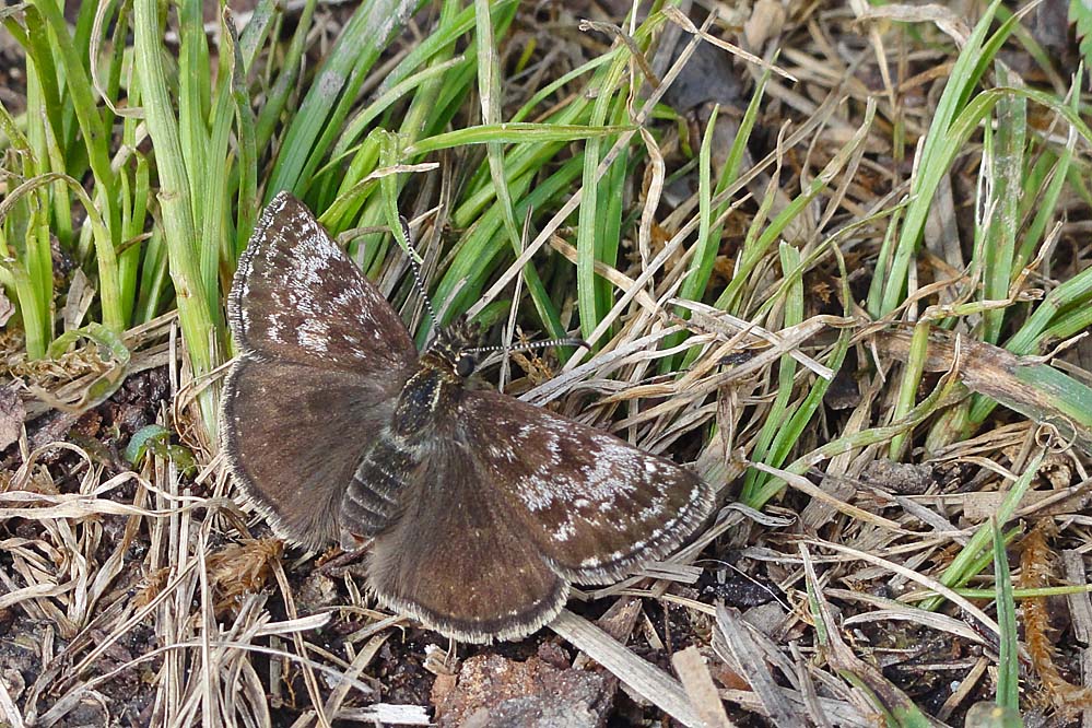 tages_flaach(CH)_20120423.jpg