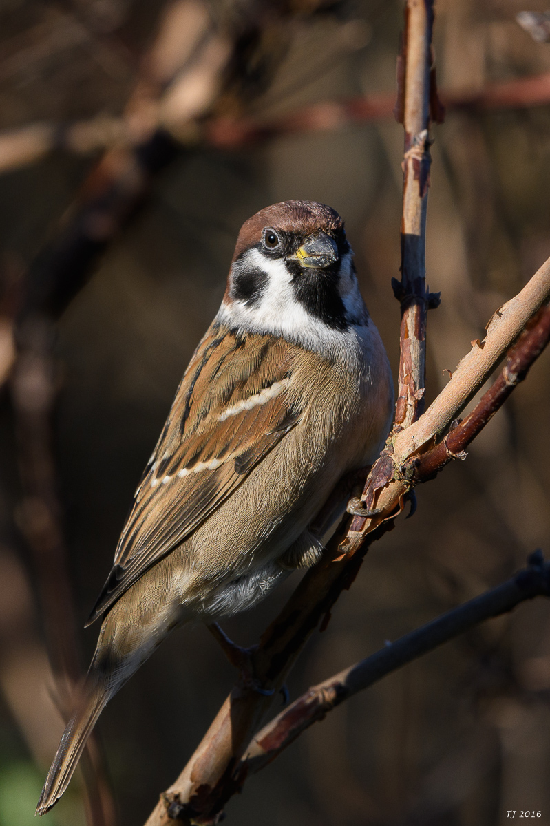 DSC_0095.jpg