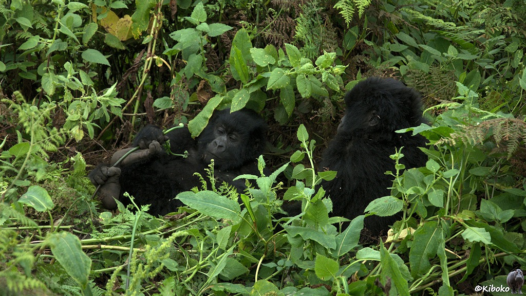 Das Bild zeigt zwei junge Gorillas beim Spielen zwischen Schlingpflanzen.