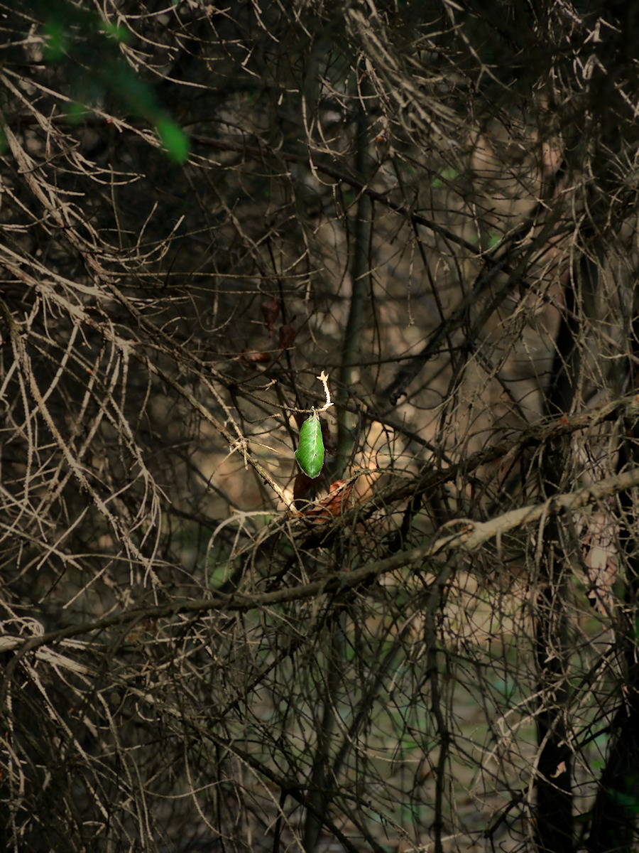 DSC_9753.jpg