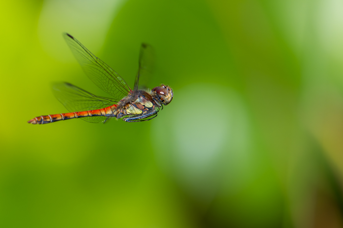 20260904_NZ9_0876_DPXNF.jpg