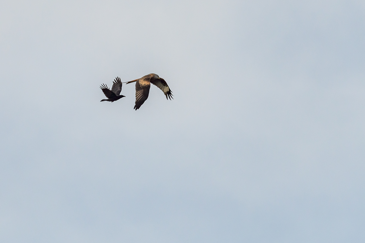 20201123_D500_2712NF.jpg