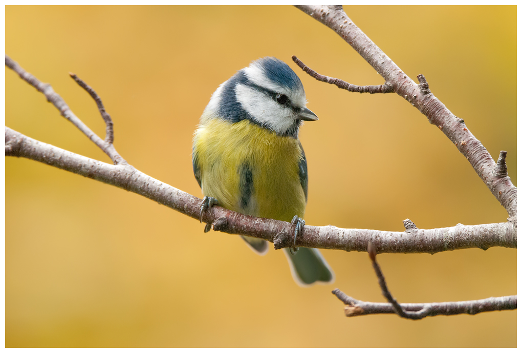 Blaumeise059.jpg