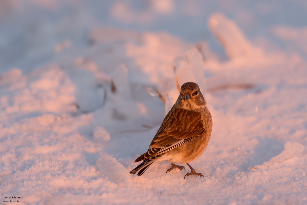 20160121_0035_PS_V2_1200Px.jpg