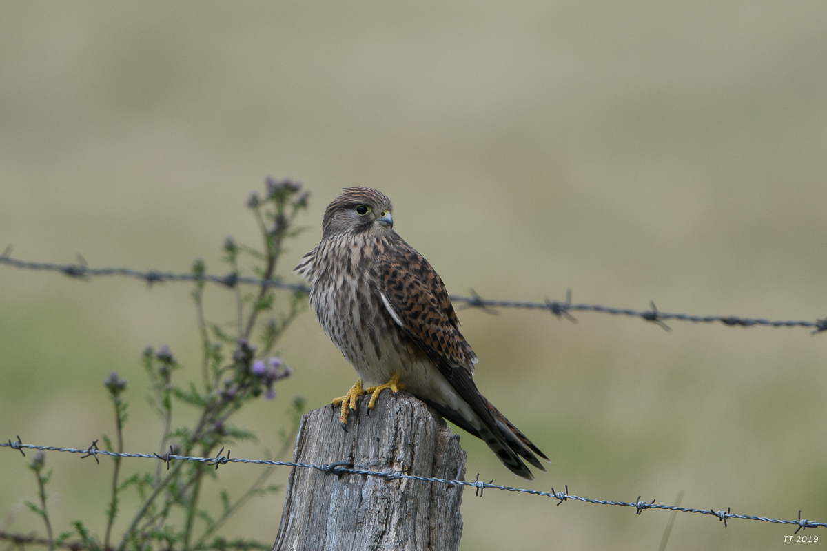 DSC_8429.jpg