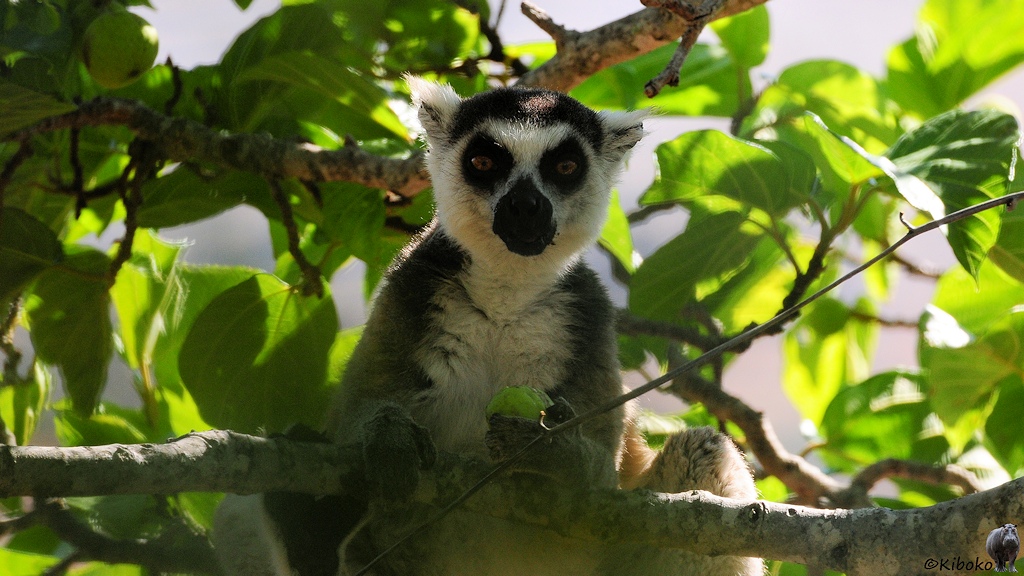 Das Bild zeigt einen graubraunen Lemur mit weißen Bauch und weißen Gesicht sowie schwarzer Nase und schwarzen Augenringen. Er sitzt auf einem waagerechten Ast und ist unter einem Blätterdach verborgen.