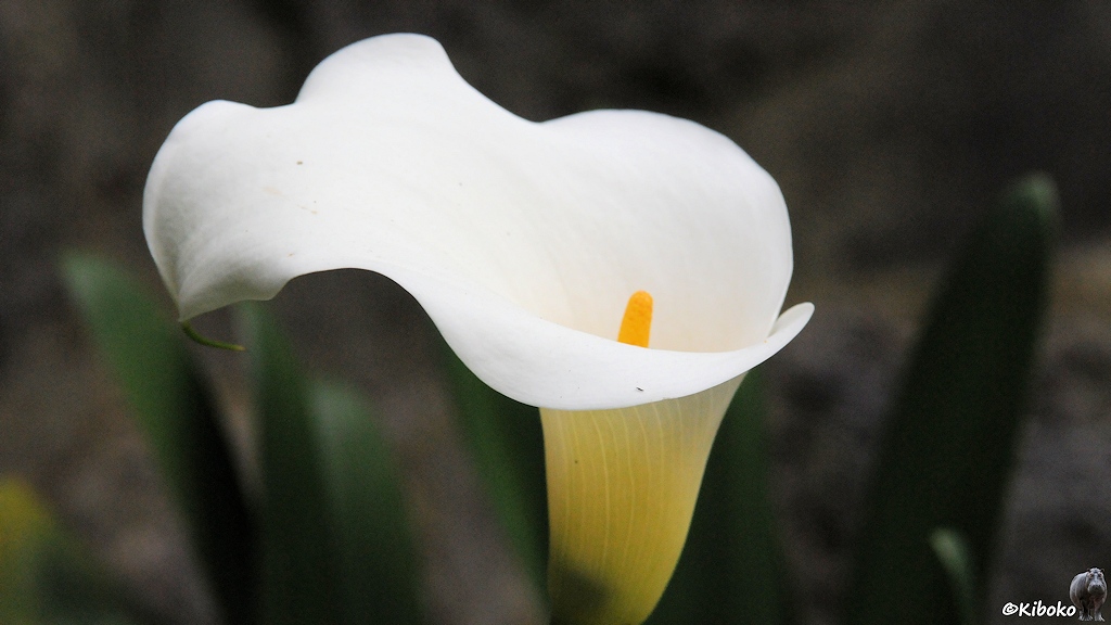 Das Bild zeigt eine weiße, trichterförmige Blüte mit einen gelben Blütenstempel .