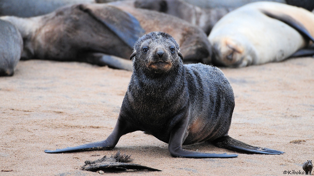 Ein junger Seelöwe robbt auf allen vier Flossen über den Strand. Im Vordergrund verwesen die Reste einer Flosse.