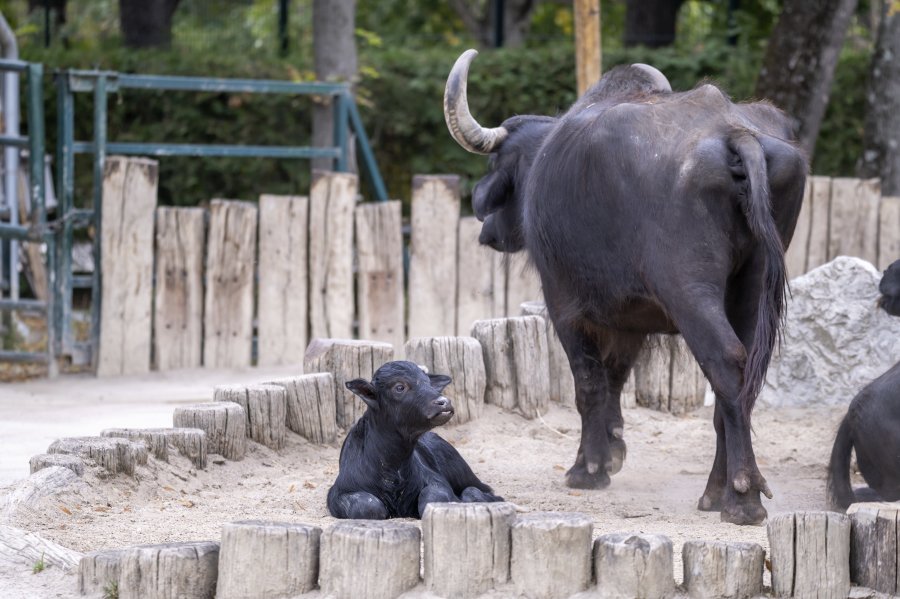 zoovienna23_26.jpg