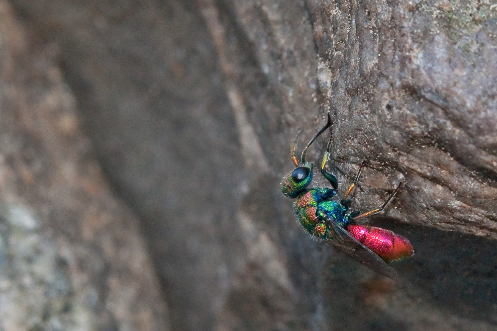web_chrysis_hybrida3.jpg