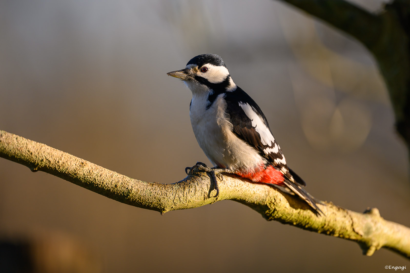 DSC_1329a.jpg