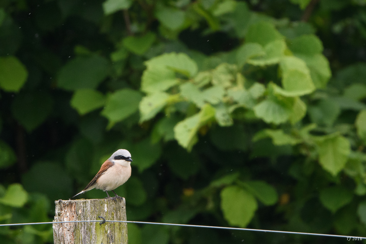 DSC_1433.jpg