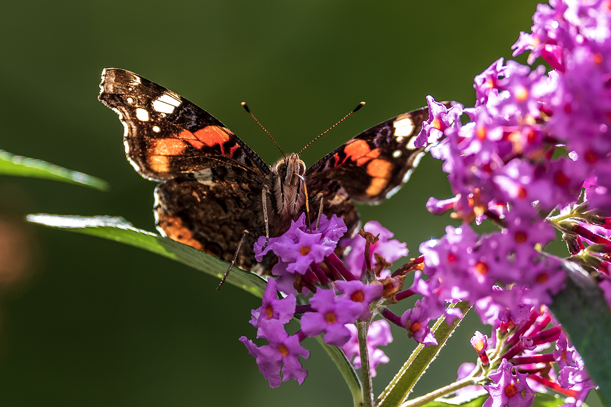 20201007_ND5_0718NF.jpg